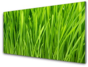 Akrilüveg fotó Grass Nature Plant 125x50 cm