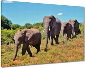 Vászonkép 70x50 Elefántok vándorlása