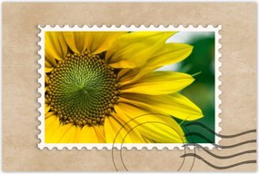 Poszter 60x40 Napraforgó Virág