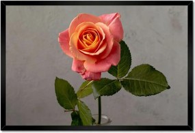Poszter keretben 60x40 Rózsa Virág Virágok Rózsa