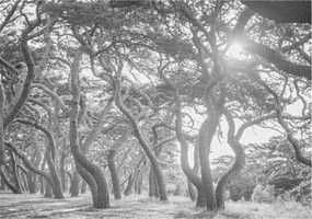 Stílusos Dekoratív Fotótapéta Flizelin Klíma erdő 208x146 Ragasztó