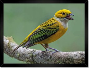 Poszterek keretben 40x30 Tanager madár ezüsttorok