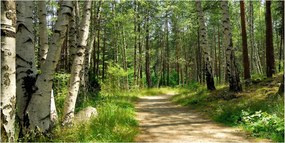 Fotótapéta üvegfalra Ösvény az erdőben 140x70