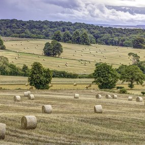 Poszter 40x40cm Szénakazalok a mezőkön, Assaf Frank