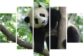 Kép - Panda a fán (150x105 cm)