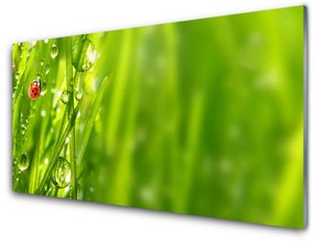 Fali üvegkép Grass Nature katicabogár 120x60cm