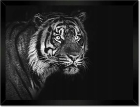 Poszterek keretben 40x30 Szumátrai tigris