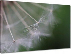 Vászonkép 90x60 Pitypang Virág Virágok