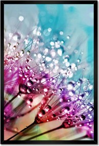 Poszterek keretben 40x60 Harmatcseppek Pitypang