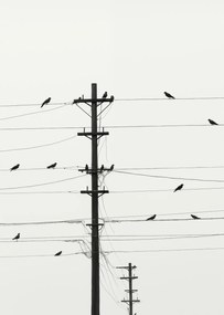 Poszter 64x90cm Szimfónia a dróton