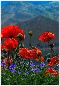 Poszterek 70x100 Piros pipacs Virágok