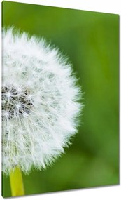 Vászonkép 70x100 Pitypang Virág Virágok