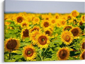 Kép - Napraforgók (70x50 cm)