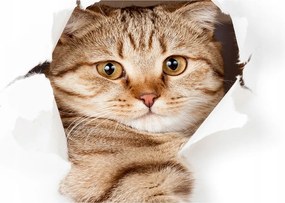 Fotó-kép fotó edzett üveg macska 140x70