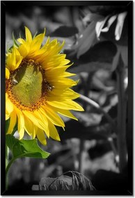 Poszterek keretben 40x60 Napraforgó