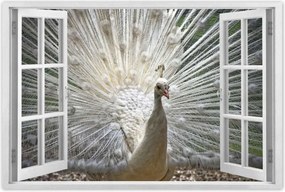 Poszterek 90x60 Madarak