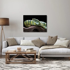Kép - Wagler csörgőkígyó (70x50 cm)