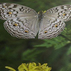 Kép - fehér pillangó (90x60 cm)