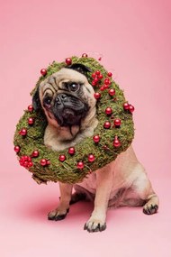 Fotográfia Cute Tan Coloured Pug Wearing a Christmas Wreath, ClarkandCompany