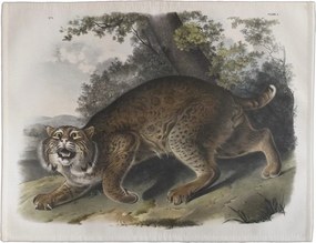 Asztali alátét Common American Wildcat James Audubon