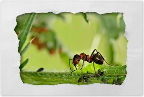 Poszterek 120x80 Hangya Makró fotó