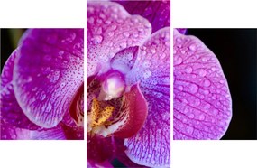 Részletes kép az orchidea virágról (90x60 cm)