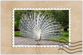 Poszterek 90x60 Madarak