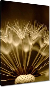 Vászonkép 80x120 Pitypang Virág Virágok