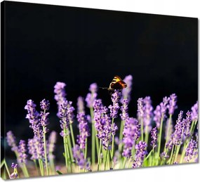 Vászonkép 50x40 Gyönyörű pillangó a levendulán