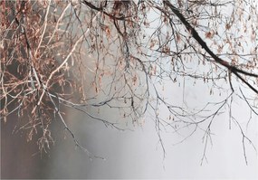 Fotótapéta Ágak Beton Szürke Természet Falra Hálószoba Nappali 300x210