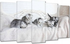 Vászonkép 100x60 Kiscicák Brit macska
