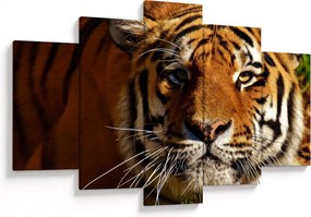 Tigris képe (150x105 cm)