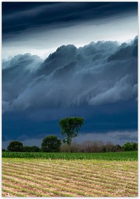 Poszterek 70x100 Kukoricamező Fák