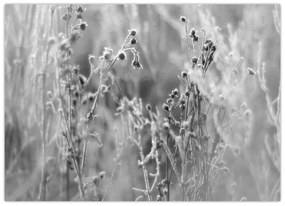 Kép - Wild Meadow (70x50 cm)