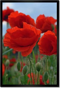 Poszterek keretben 40x60 Mezei pipacsok az égbolt hátterében