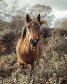 Poszter 40x50cm Ló a vadonban, Assaf Frank