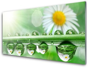 Fali üvegkép Dew Leaf Nature Daisies 120x60cm 2 fogas