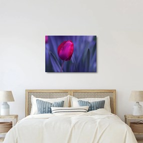 Tulipán bimbó képe (70x50 cm)