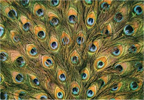 Fotótapéta Páva tollak Egzotika Minták Luxus vinil 254x184 +ragasztó