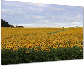 Vászonkép 100x70 Napraforgó mező