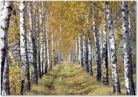 Üveg konyhai panel Nyírfa őszi Ragasztó Ingyenes