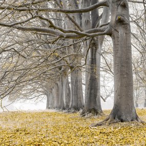 Poszter 50x50cm Fák egy sorban sárga levelek, Assaf Frank