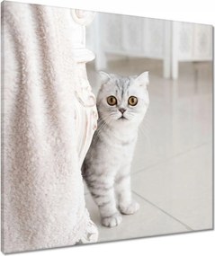 Vászonkép 60x60 Cica