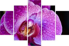 Részletes kép az orchidea virágról (150x105 cm)