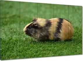 Vászonkép 100x70 Tengerimalac