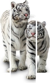 Kép - A fehér tigris (150x105 cm)
