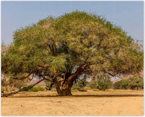 Poszterek 50x40 Fa Fák Kilátás