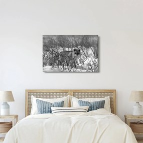 Kép - Róka télen (90x60 cm)
