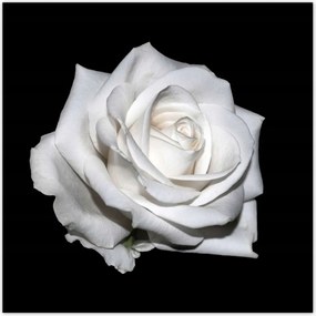 Plakátok 70x70 Rózsa Virág Virágok Rózsák