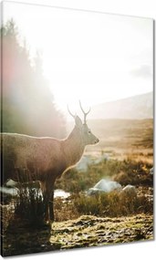 Vászonkép 70x100 Szarvas felszarvazott